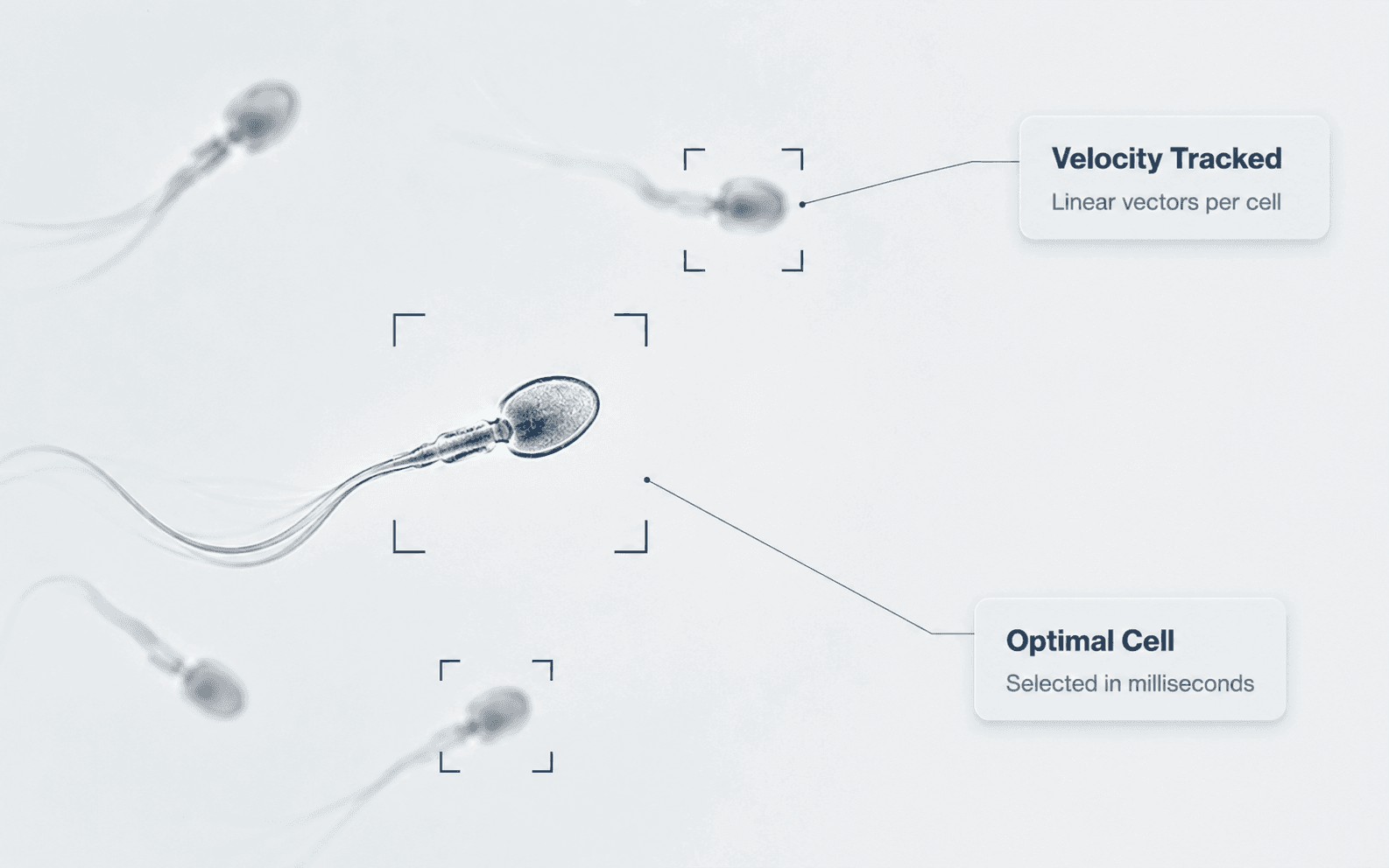 Sperm cells under high magnification, each inside a tracking bracket — one annotated Velocity Tracked — linear vectors per cell, another Optimal Cell — selected in milliseconds.