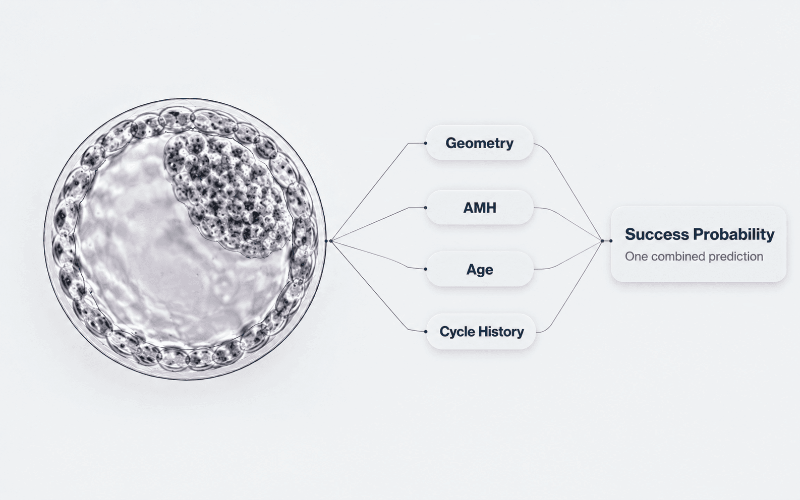 A blastocyst micrograph with leader lines fanning out to four inputs — Geometry, AMH, Age and Cycle History — which converge again on a single Success Probability readout.