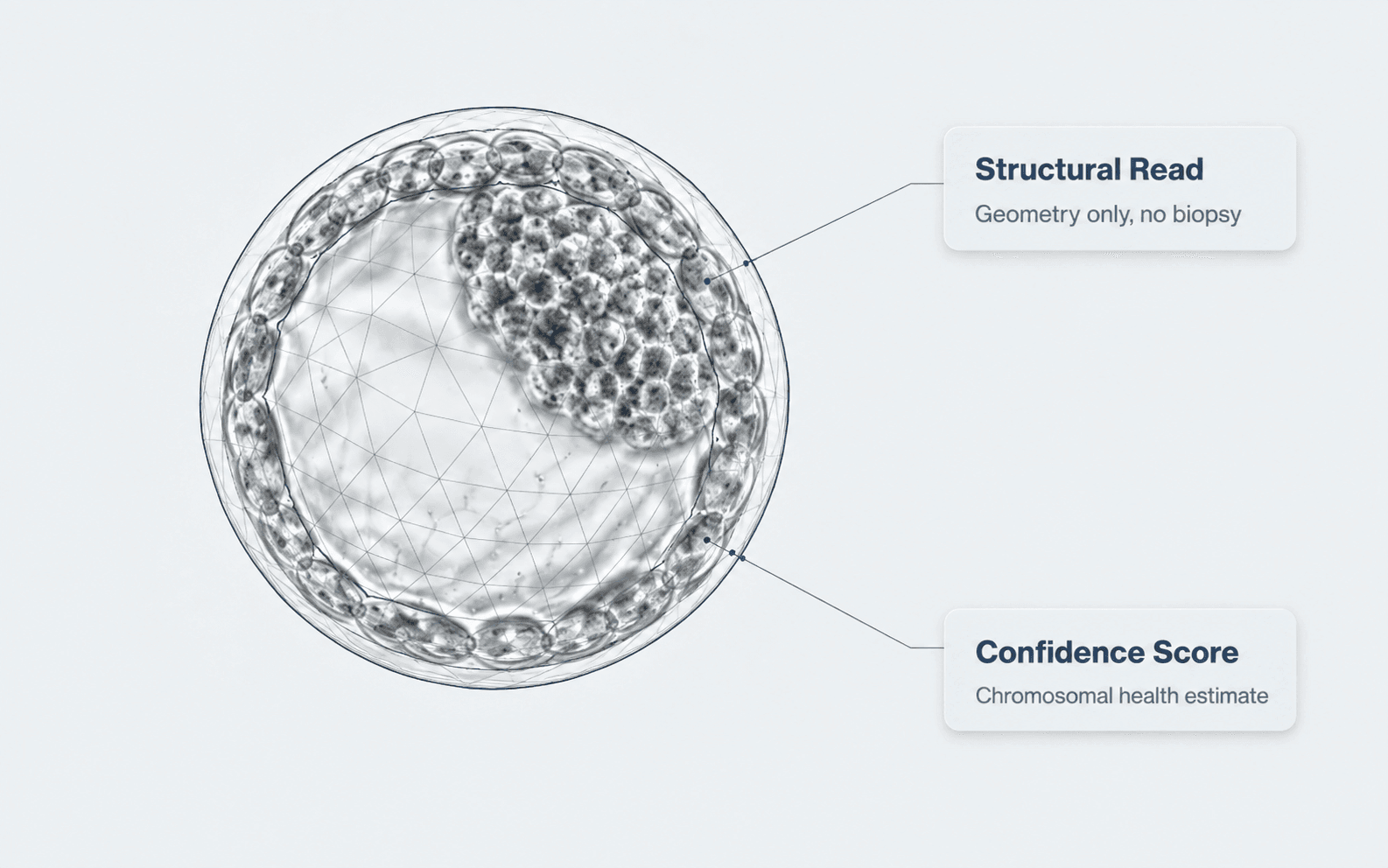 A blastocyst micrograph under a triangulated geometric mesh, annotated Structural Read — geometry only, no biopsy — and Confidence Score — chromosomal health estimate.